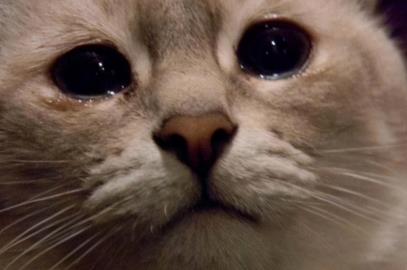猫咪流眼泪用什么药比较好，治疗的方法
