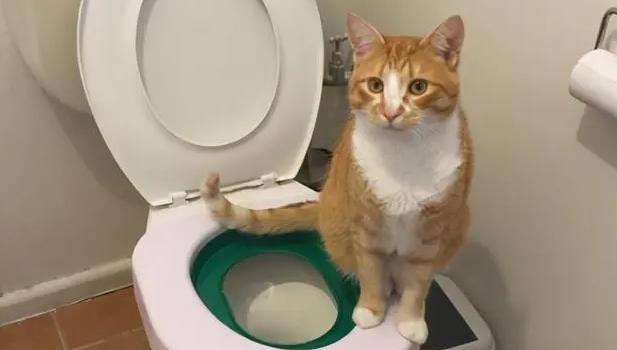 怎么教猫咪在卫生间上厕所，拉屎拉尿