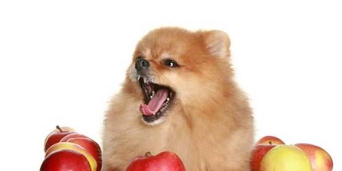 小狗可以吃苹果吗？为什么不能吃苹果