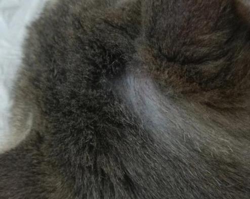 猫咪耳朵秃了一块但无癣，但是皮肤干净 (图1)