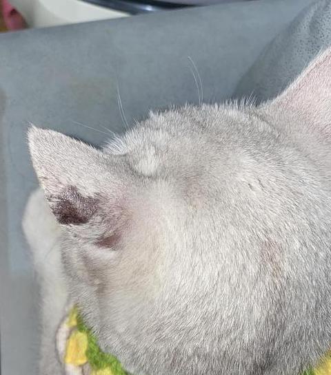猫咪耳朵秃了一块但无癣，但是皮肤干净 (图3)