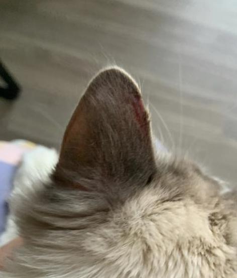 猫咪耳朵秃了一块但无癣，但是皮肤干净 (图2)