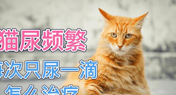 回答："猫砂盆的清洁对于猫咪的健康非常重要，我每天都会清洁猫砂盆，尿液臭味明显减少了。"