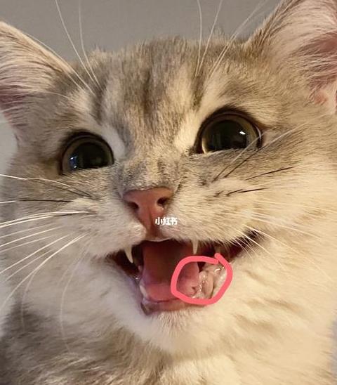 猫咪换牙期间是一个关键时期，主人应给予适当的关注和照顾，提供适当的食物和咀嚼物，定期检查口腔状况，并及时就医处理异常情况，以确保猫咪顺利完成换牙过程。
