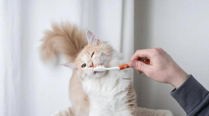 猫咪口腔健康需要长期的护理，主人应定期关注猫咪的口腔状况，并采取相应的护理措施。养成良好的口腔卫生习惯，有助于猫咪的健康和幸福。