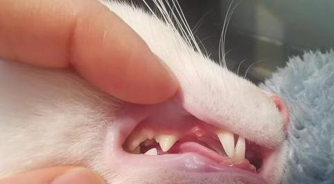 猫咪几个月换牙？换牙齿期需要注意什么