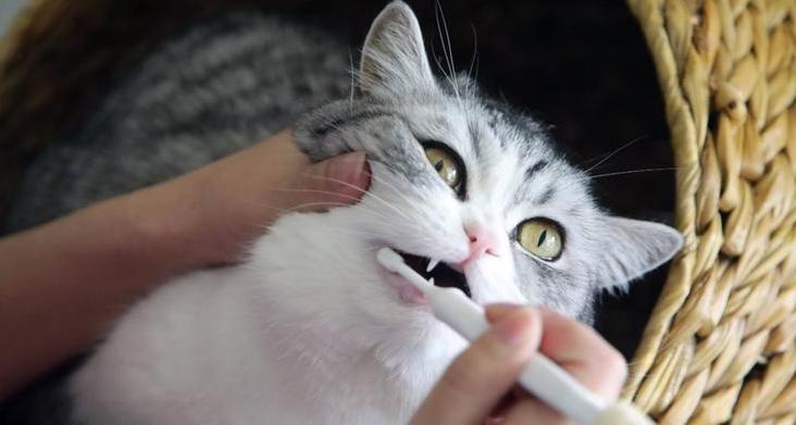 猫咪一辈子都不刷牙有影响吗？猫咪清洁口腔最好的方法