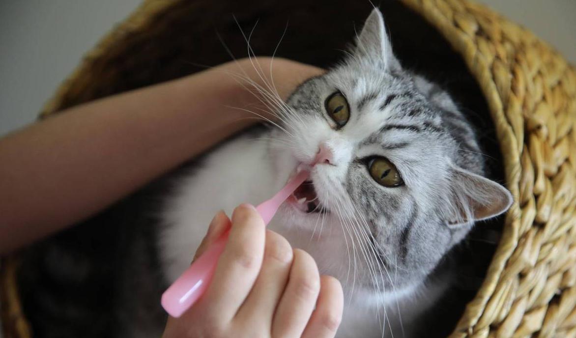猫咪口腔健康需要长期的护理，主人应定期关注猫咪的口腔状况，并采取相应的护理措施。养成良好的口腔卫生习惯，有助于猫咪的健康和幸福。